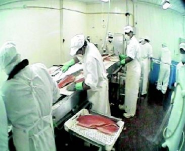 industria salmon (16) ALIMENTACION COMIDA